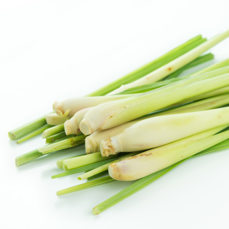 Naturalny Olejek Eteryczny z Trawy Cytrynowej